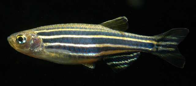 Рерио желтый