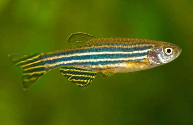 Данио рерио: фото, описание, содержание и уход в аквариуме Данио рерио: фото, описание, содержание и уход в аквариуме