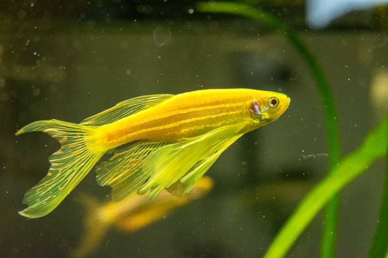 Фото рыбки данио рерио