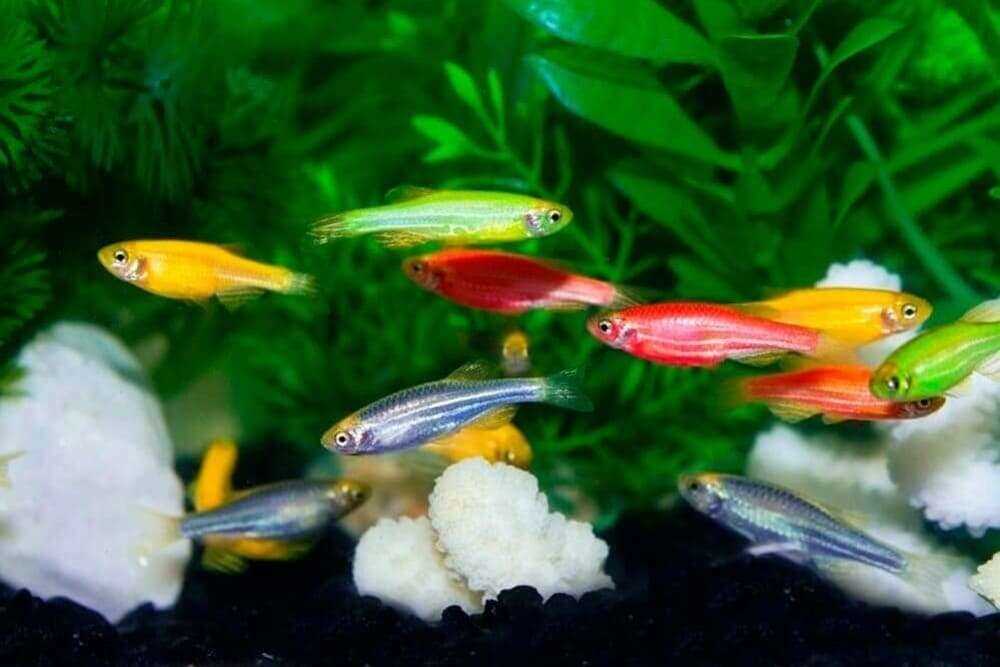 Данио рерио фото