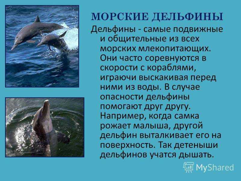 Кто такие дельфины