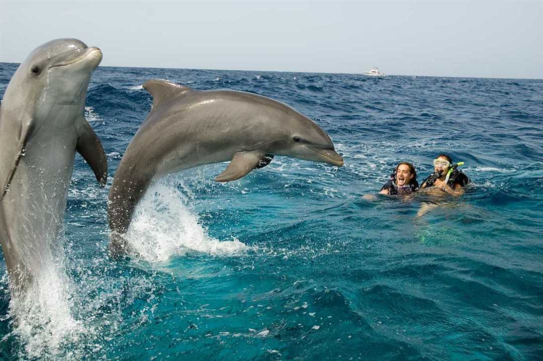 Дельфин это рыба или животное Дельфин это рыба или животное