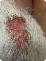 Диагностика демодекоза