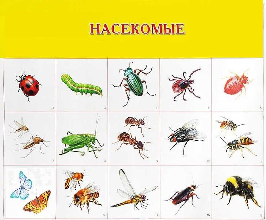 Названия диких насекомых Дикие насекомые названия