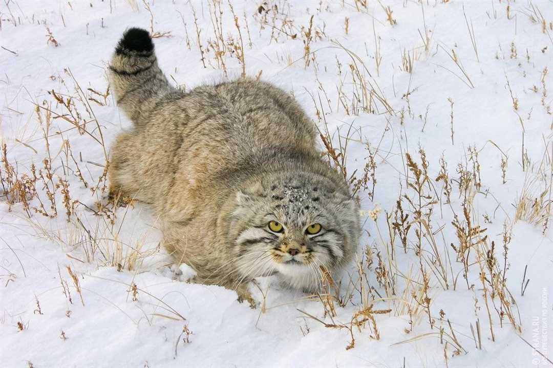 Образ жизни дикого кота манула