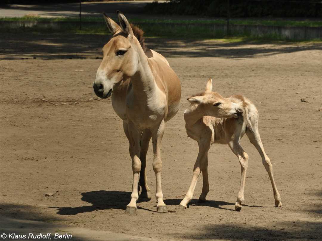 Кулан по-другому 5 букв: ответ для сканворда о диком осле