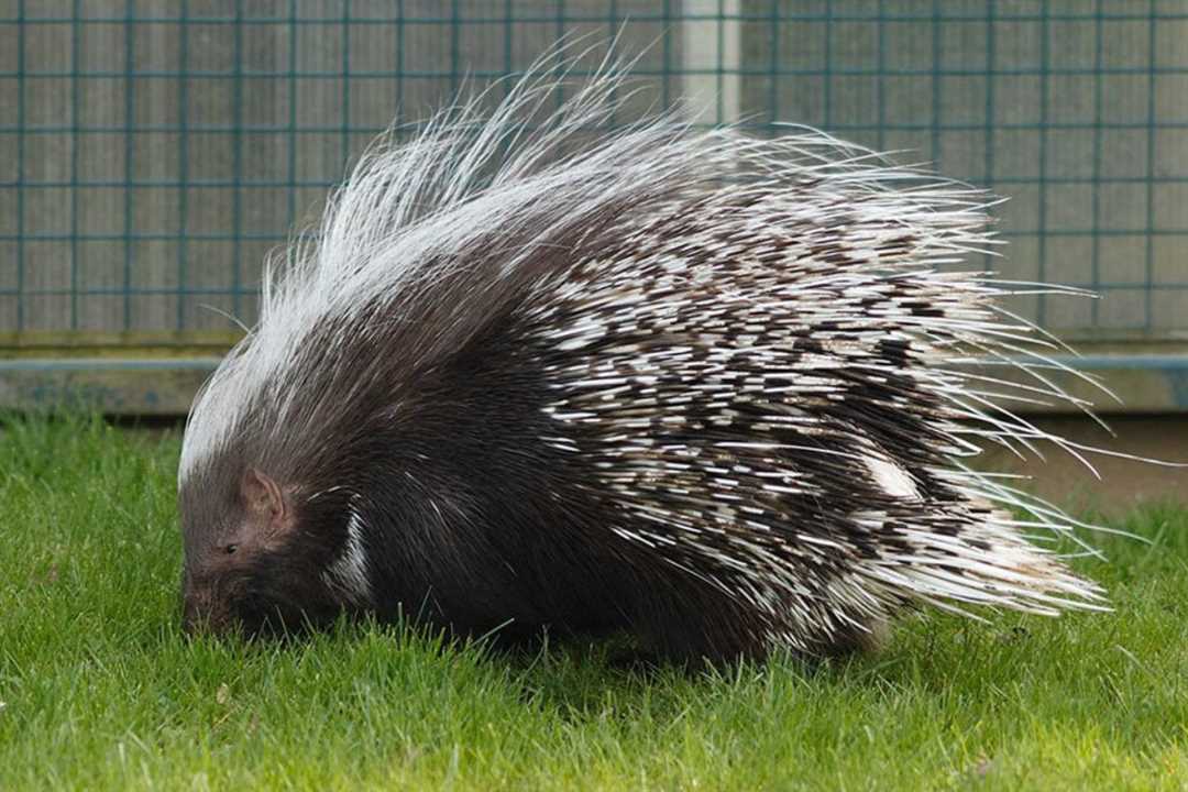 Дикобраз фото животного
