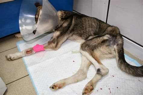 Дирофиляриоз у собак: симптомы, лечение и профилактика | Наша Клиника