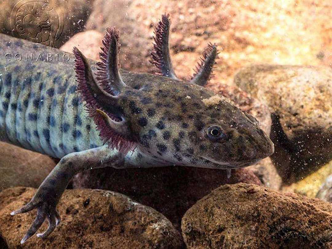 Домашние питомцы тритоны