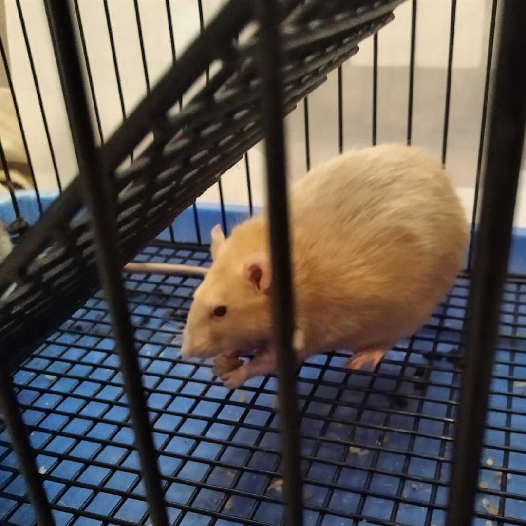 Как ухаживать за крысами в домашних условиях