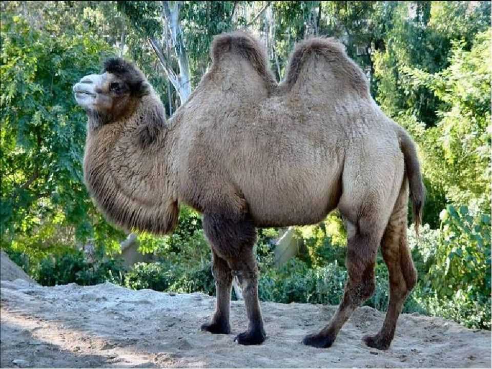 Сколько горбов у дромадера?