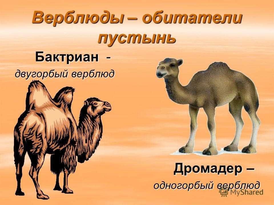 Верблюд - верный помощник человека