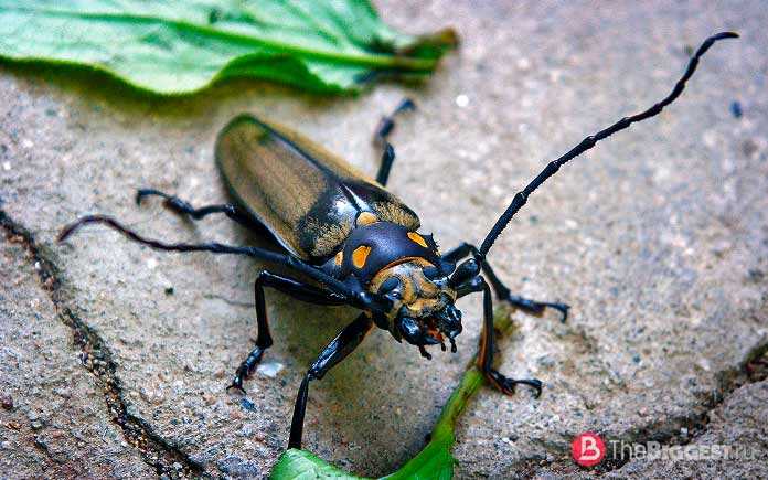 Дровосек реликтовый фото