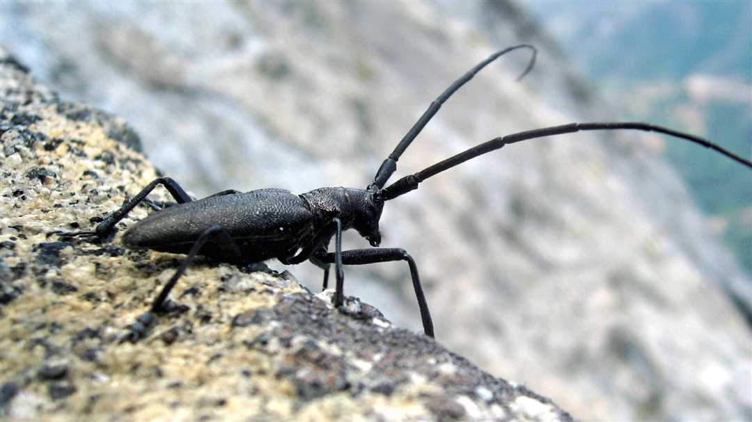 Характеристики дровосека реликтового