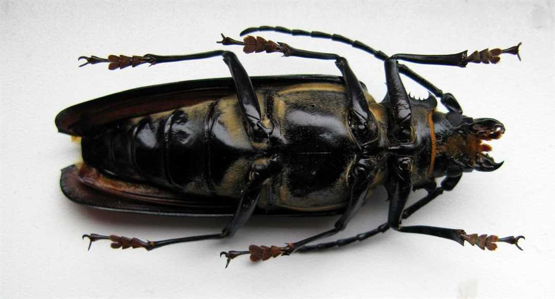 Дровосек реликтовый: описание и фото