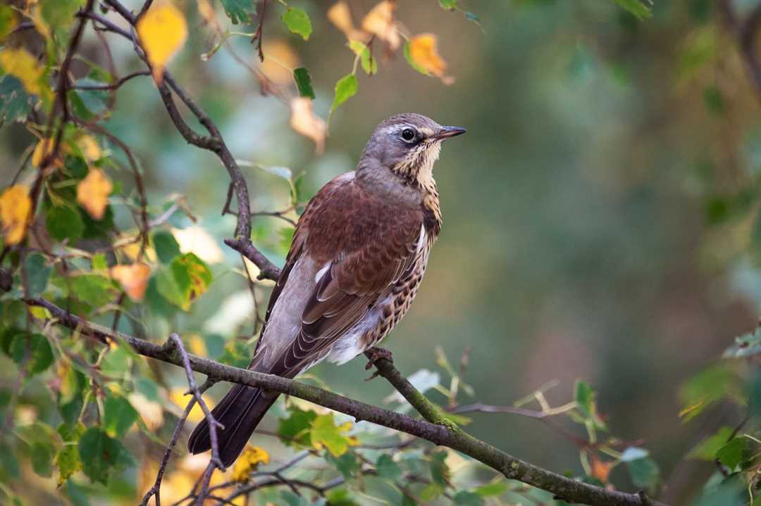 Типичные черты дрозда: фото и основные особенности