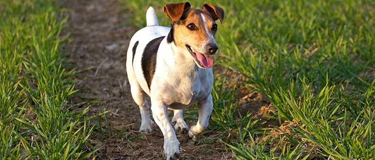 Джек Рассел - описание породы, особенности содержания и ухода