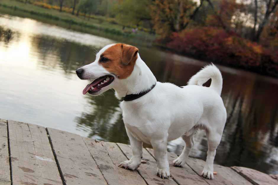 Питание и уход