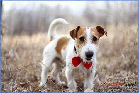 Джек рассел терьер: характеристика, основные черты и породные особенности Джек рассел терьер: характеристика, основные черты и породные особенности