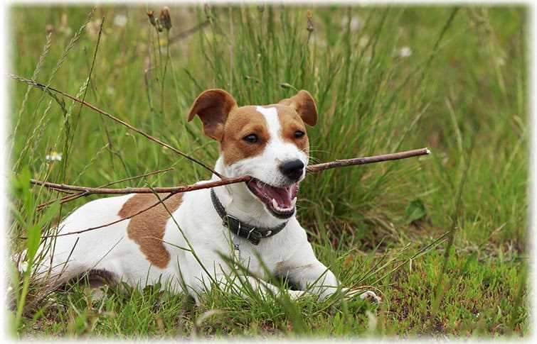 Как обучить щенка Джек рассел терьера