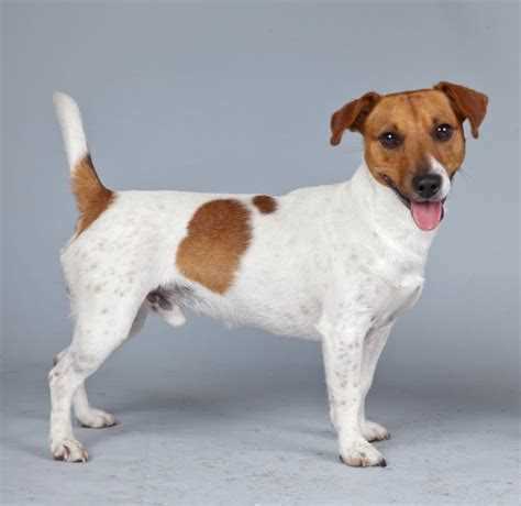 Джек рассел терьер: характеристики породы и советы по уходу Джек рассел терьер: характеристики породы и советы по уходу