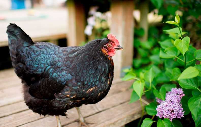 Джерсийский гигант: описание породы кур, особенности содержания и фото