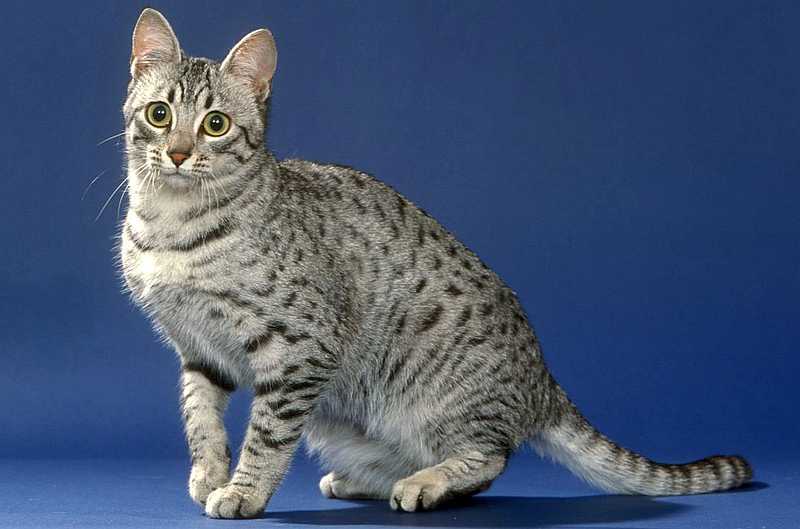 Египетская мау фото: красивые изображения, особенности породы