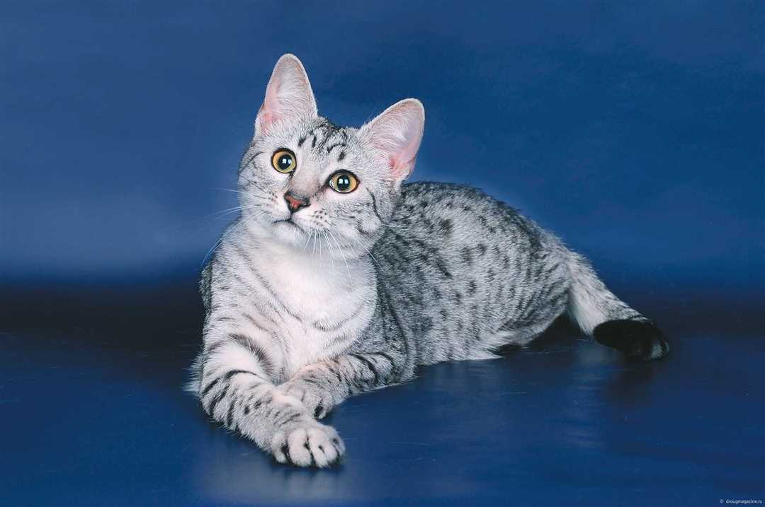 Египетская мау фото Египетская мау фото