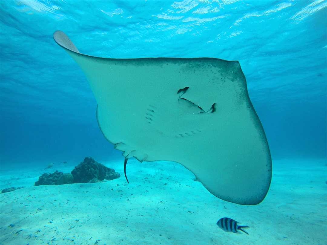 Как скат вырабатывает электричество?