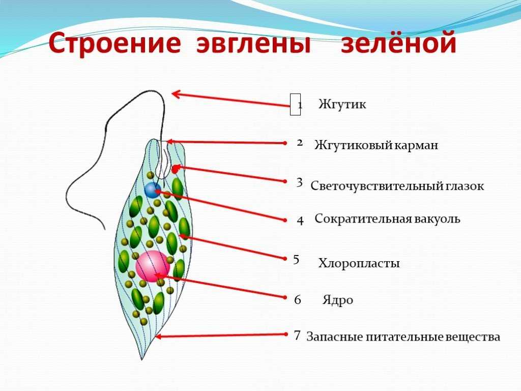 Важные факты: что такое эвглена зеленая?