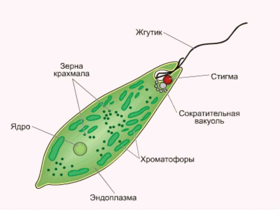 Эвглена зеленая строение Эвглена зеленая строение