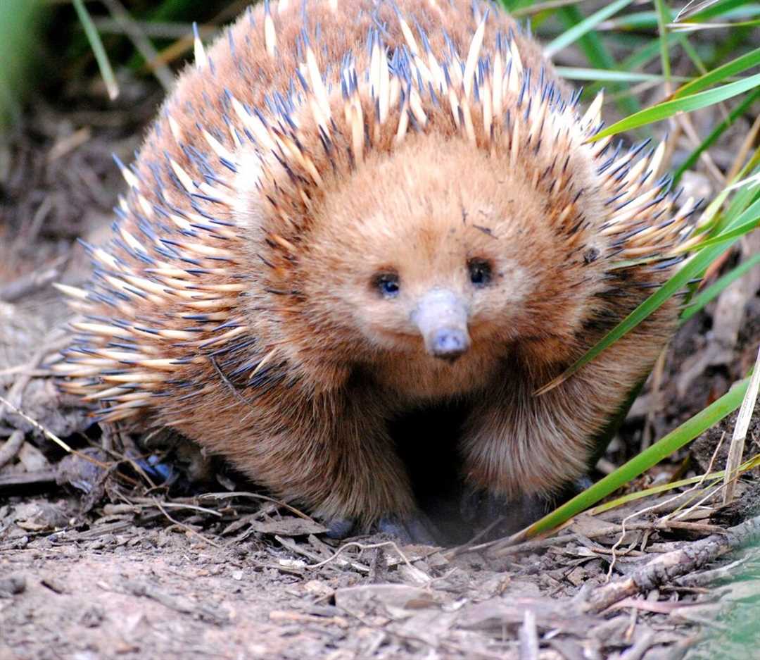 Где и как обитает ехидна?