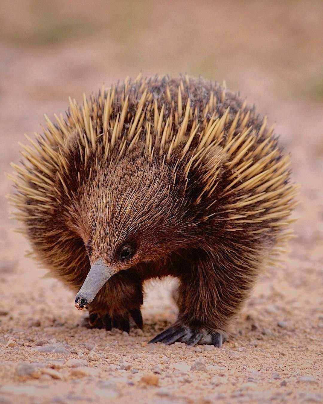 Выглядит ехидна