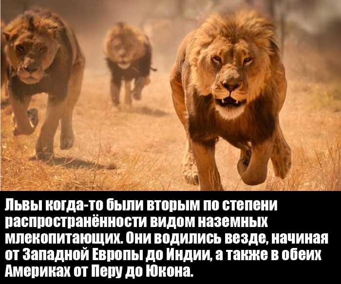 6. Левицы рычат на львов (фото)