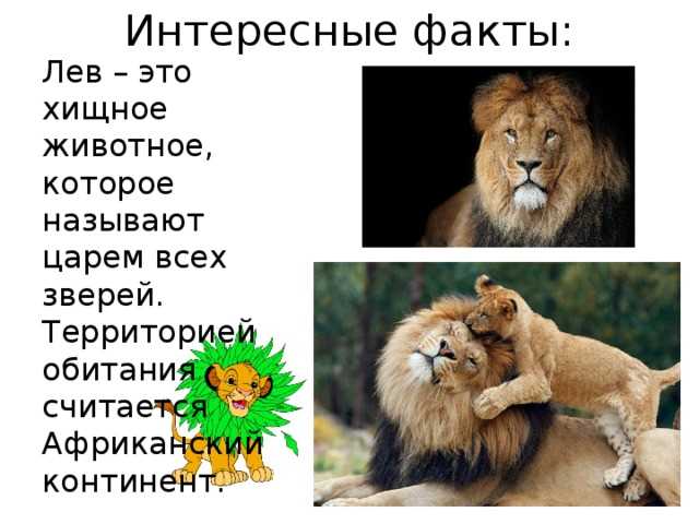 1. Лев - король животного мира