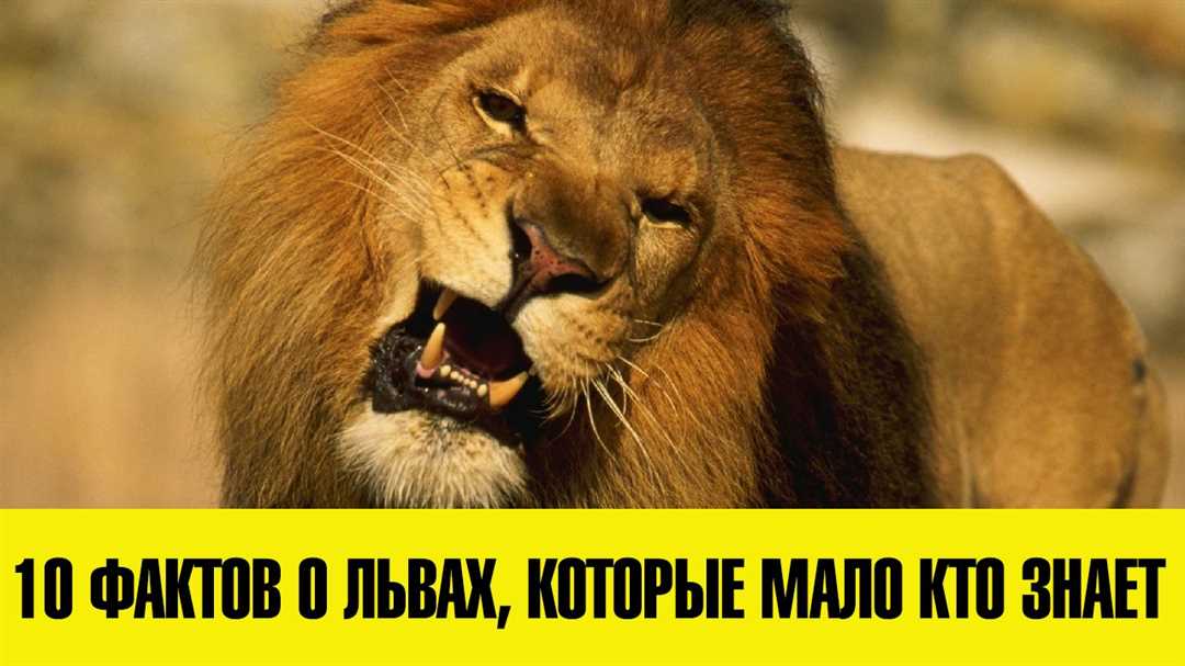 Факты о львах