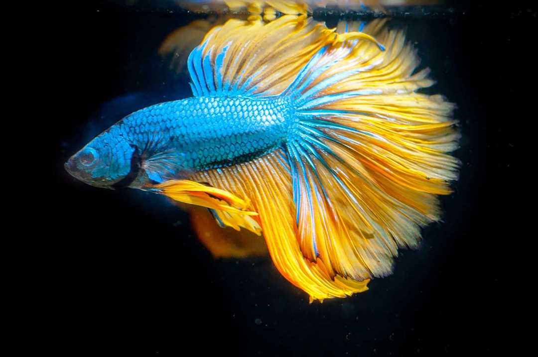 История выведения