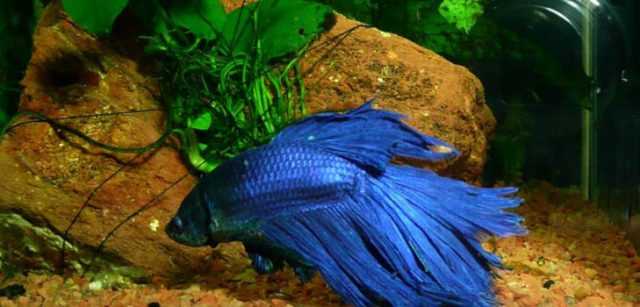 Рыбки петушки в аквариумах