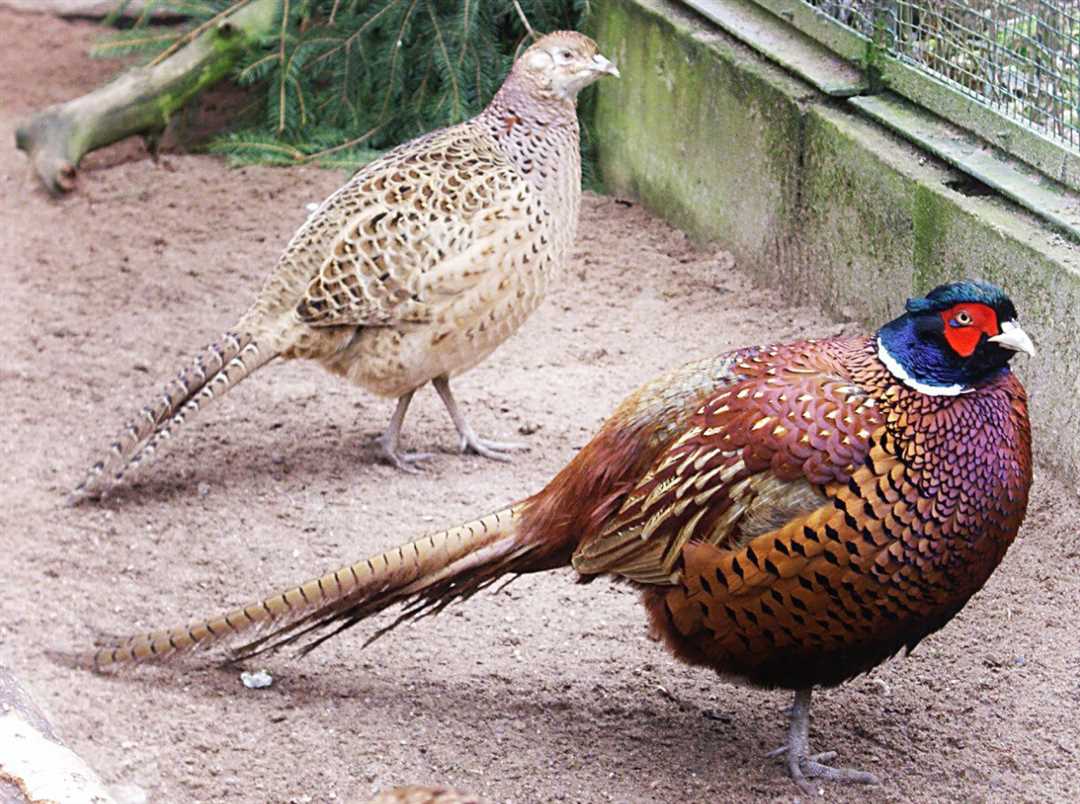 Фазан фото птицы