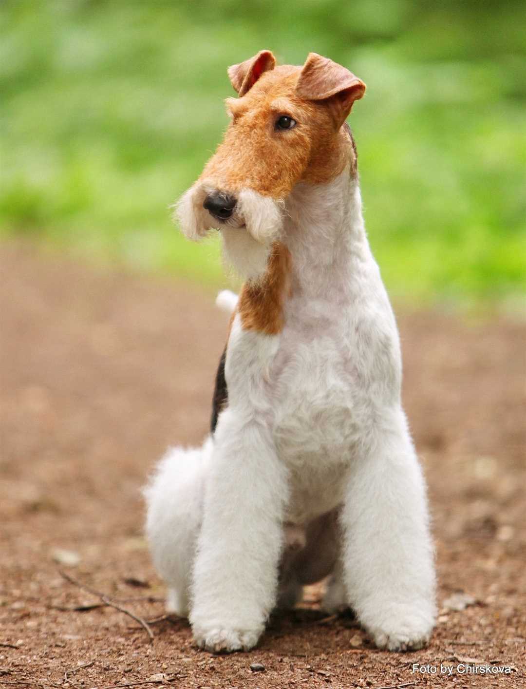 Фокс собака фото Фокс собака фото