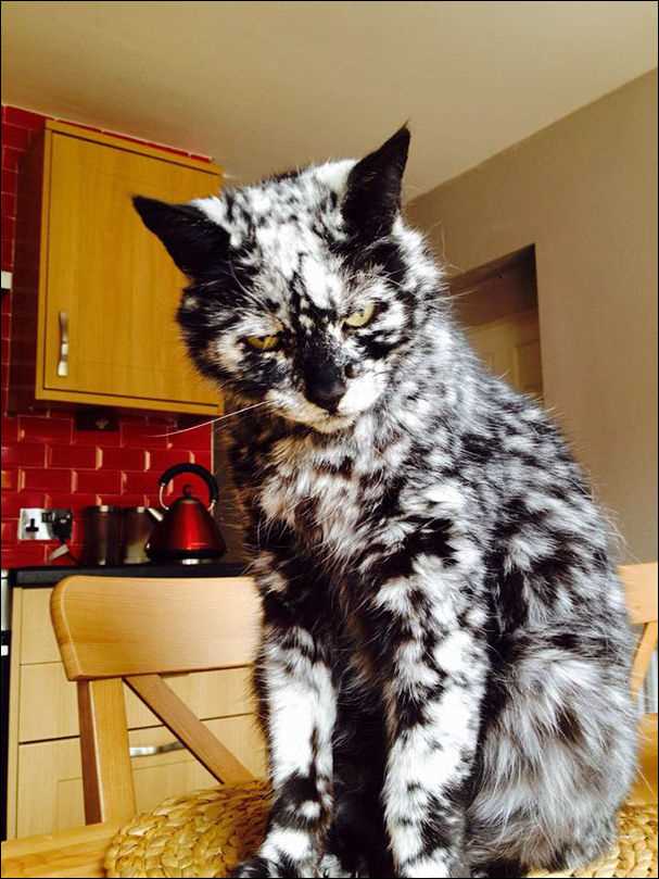 Фото Ашеры - кошки с необычным окрасом шерсти