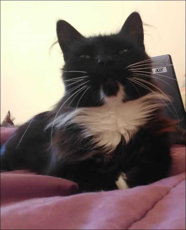 Популярные растения на фоне кошек