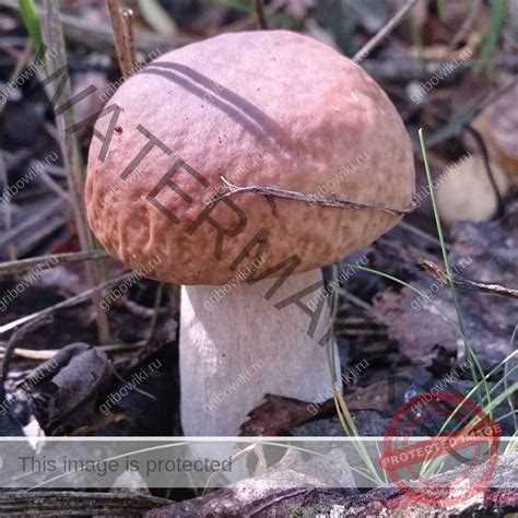 Фото белого гриба: как узнать и где найти Фото белого гриба: как узнать и где найти