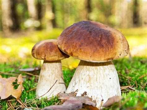 Фотографии белого гриба