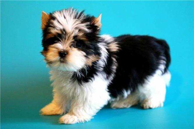 Почему нужно выбрать бивер йорка