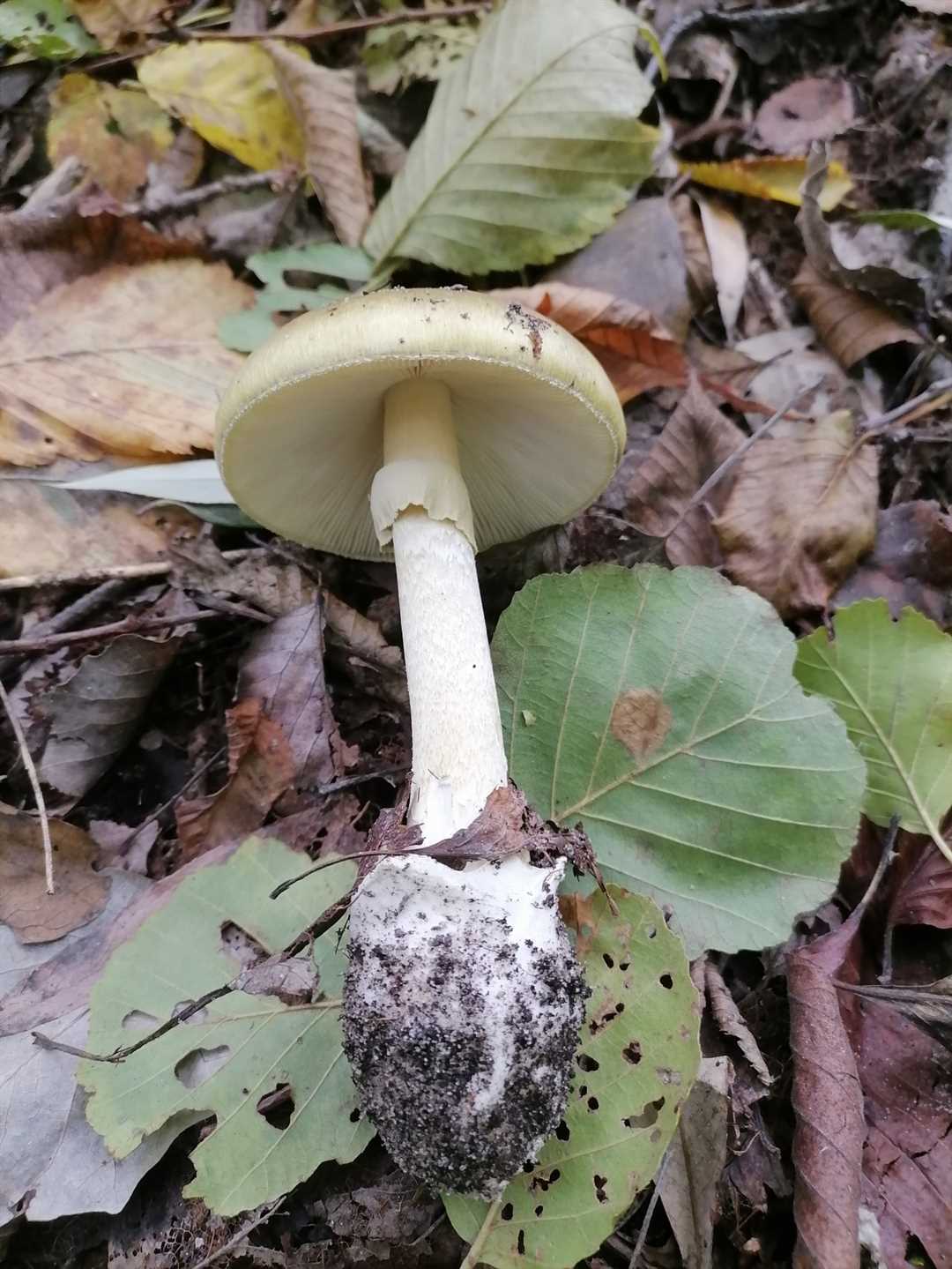 Место обитания и сезон сбора