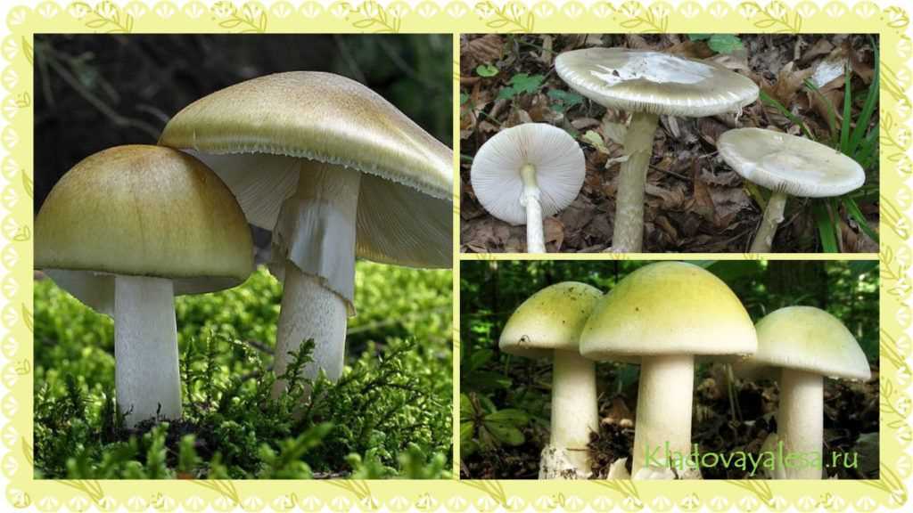 Фото бледной поганки: виды и описание гриба