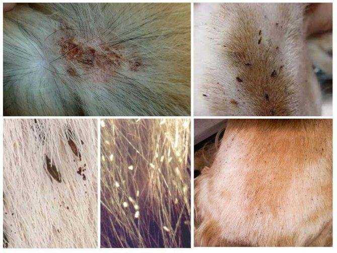 Фото блох у собаки: как выглядят на фотографиях и как избавиться от них