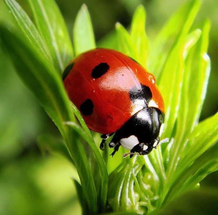 Где можно найти божью коровку