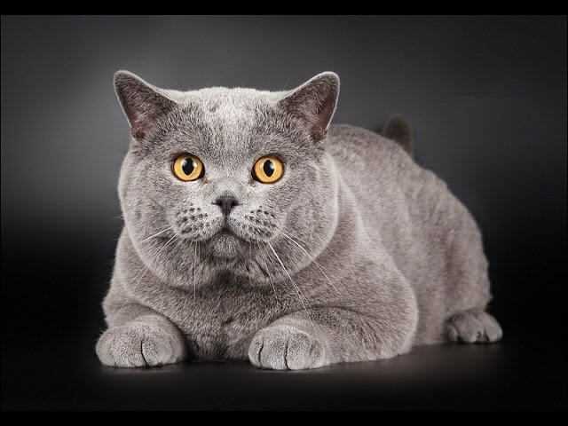 Как правильно кормить британскую кошку